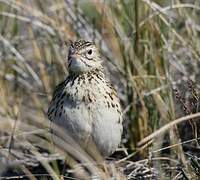 Correndera Pipit