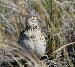 Pipit correndera