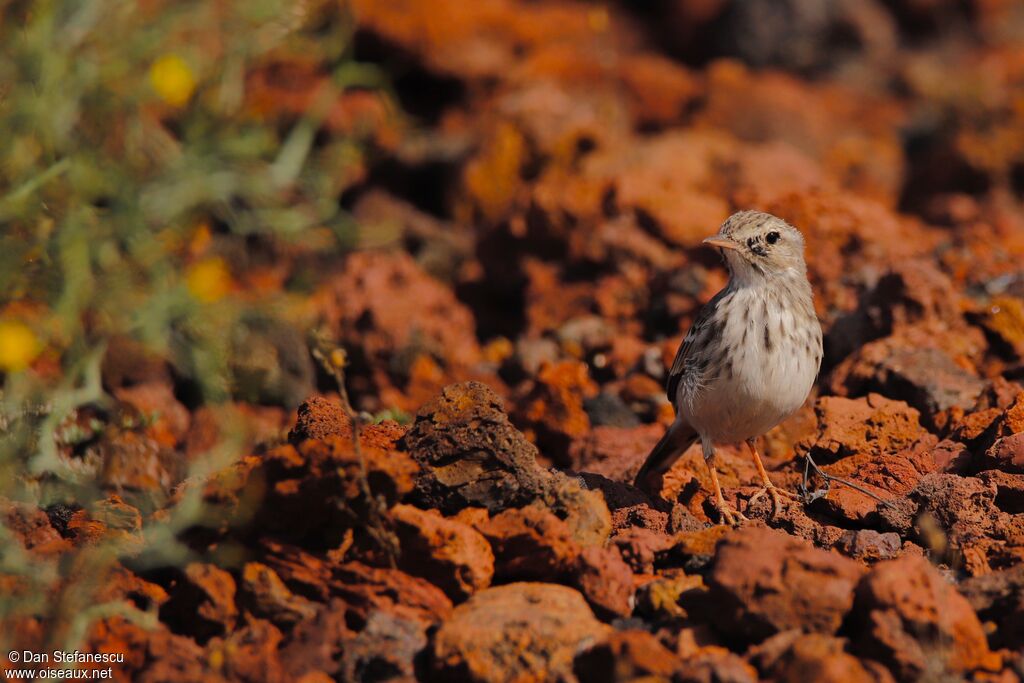 Berthelot's Pipitimmature