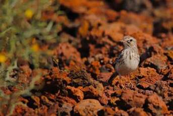 Pipit de Berthelot