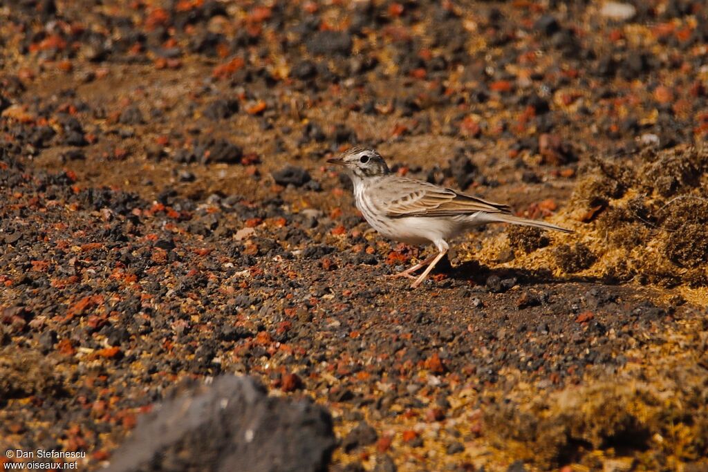 Pipit de Berthelotadulte, marche