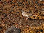 Pipit de Berthelot