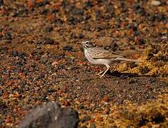 Berthelot's Pipit