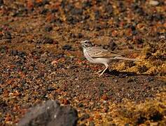 Berthelot's Pipit