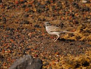 Pipit de Berthelot