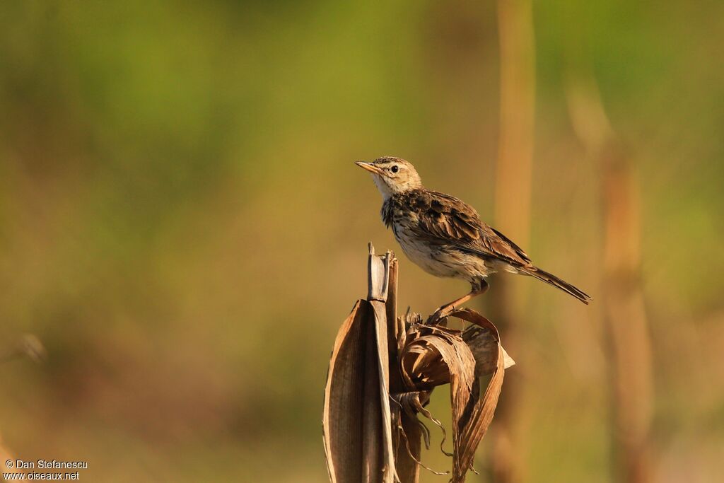 Pipit de Melindaadulte