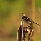 Pipit de Melinda