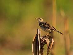 Pipit de Melinda