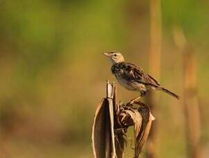 Pipit de Melinda