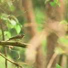 Pipit des arbres