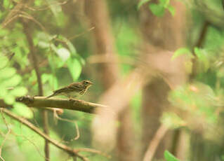 Pipit des arbres