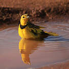 Pipit doré