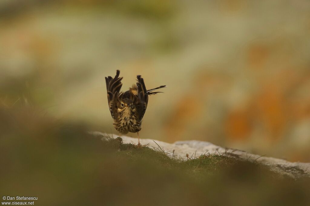 Pipit farlouse