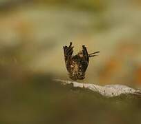 Meadow Pipit