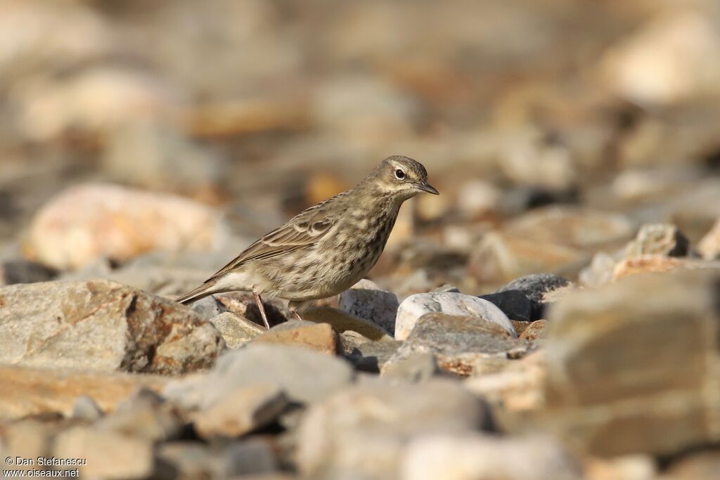 Pipit maritimeadulte, marche