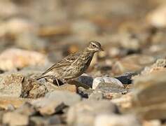 European Rock Pipit