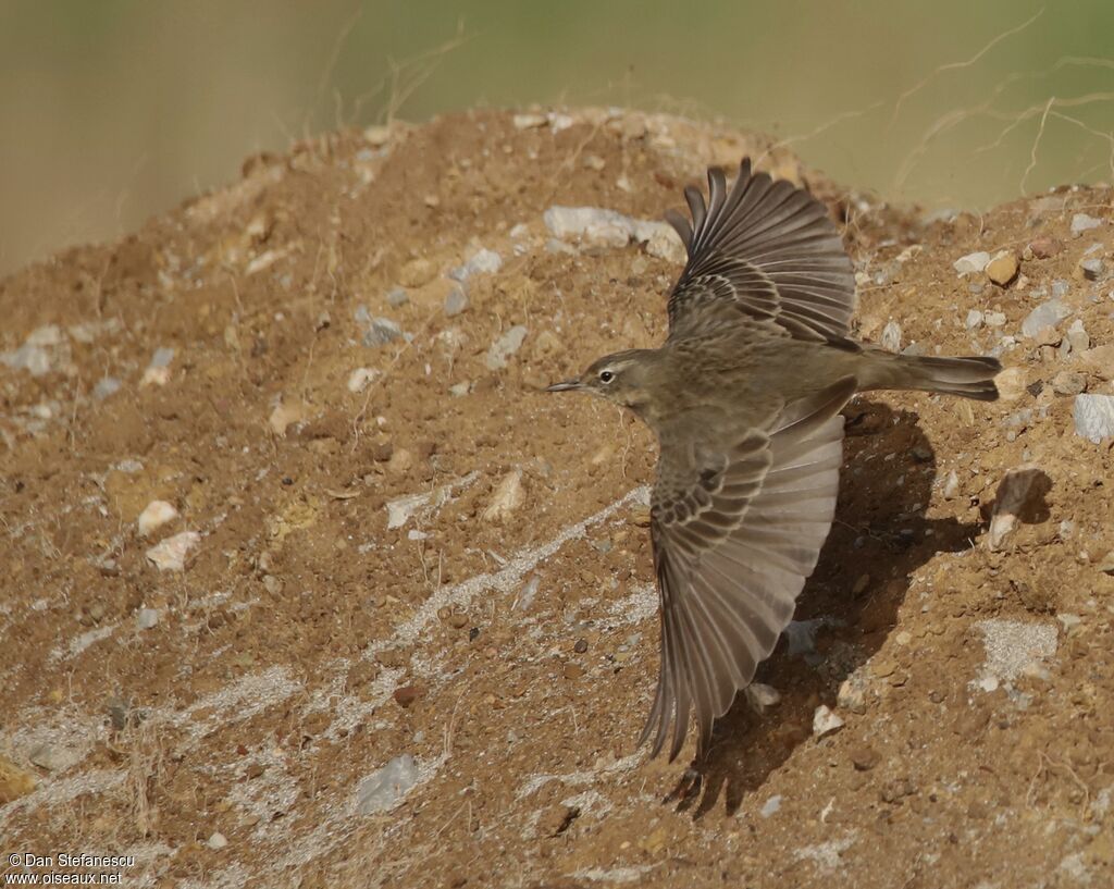 Pipit maritimeadulte, Vol