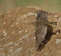 European Rock Pipit