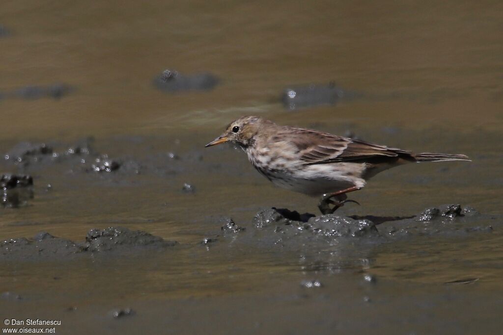 Water Pipit, walking