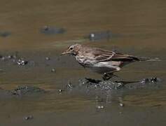 Water Pipit