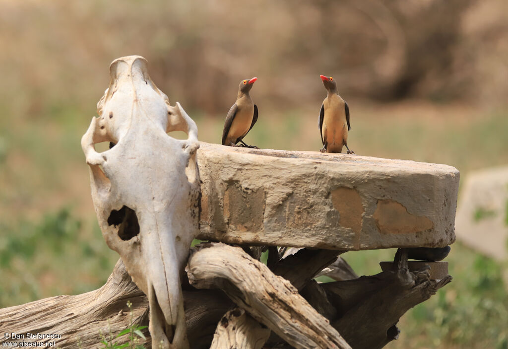 Red-billed Oxpeckeradult
