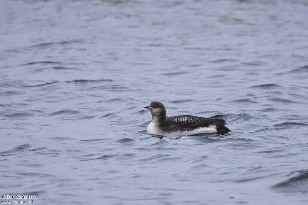 Black-throated Loonadult post breeding, swimming