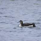Plongeon arctique