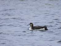 Plongeon arctique