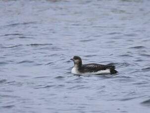 Plongeon arctique