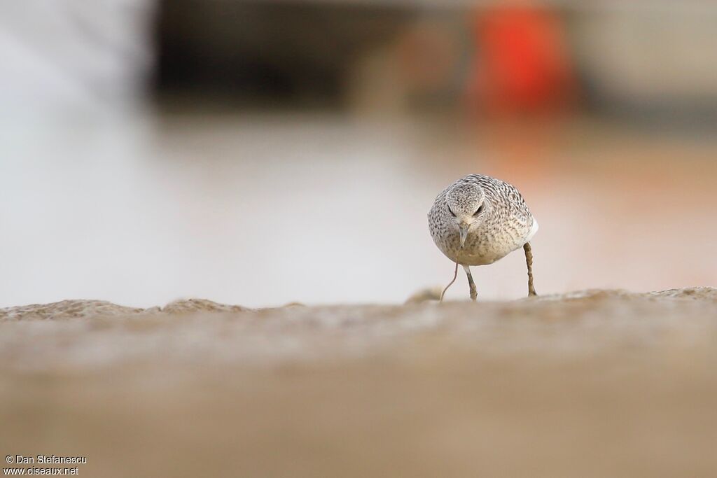 Grey Ploveradult post breeding