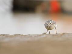 Grey Plover