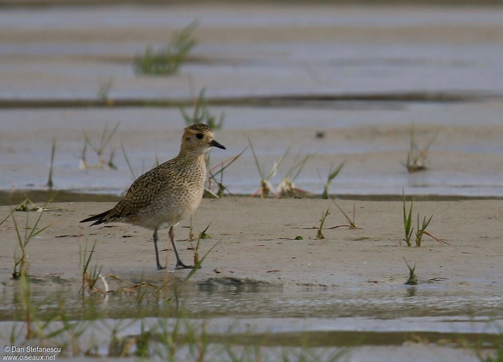 European Golden Ploveradult post breeding, walking