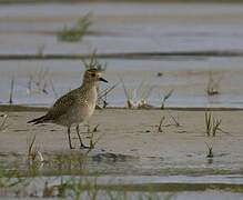 European Golden Plover