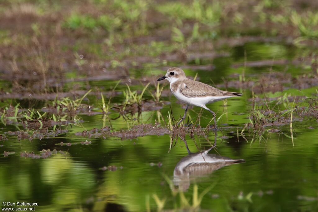 Tibetan Sand Ploveradult post breeding