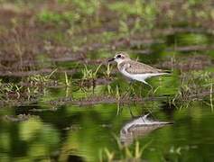 Tibetan Sand Plover