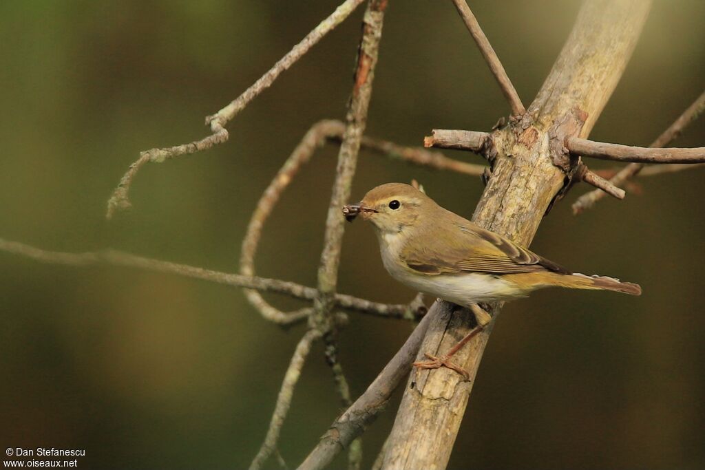 Western Bonelli's Warbleradult