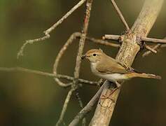 Western Bonelli's Warbler