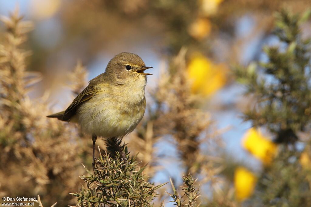 Common Chiffchaff