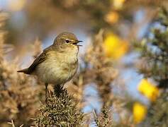 Common Chiffchaff