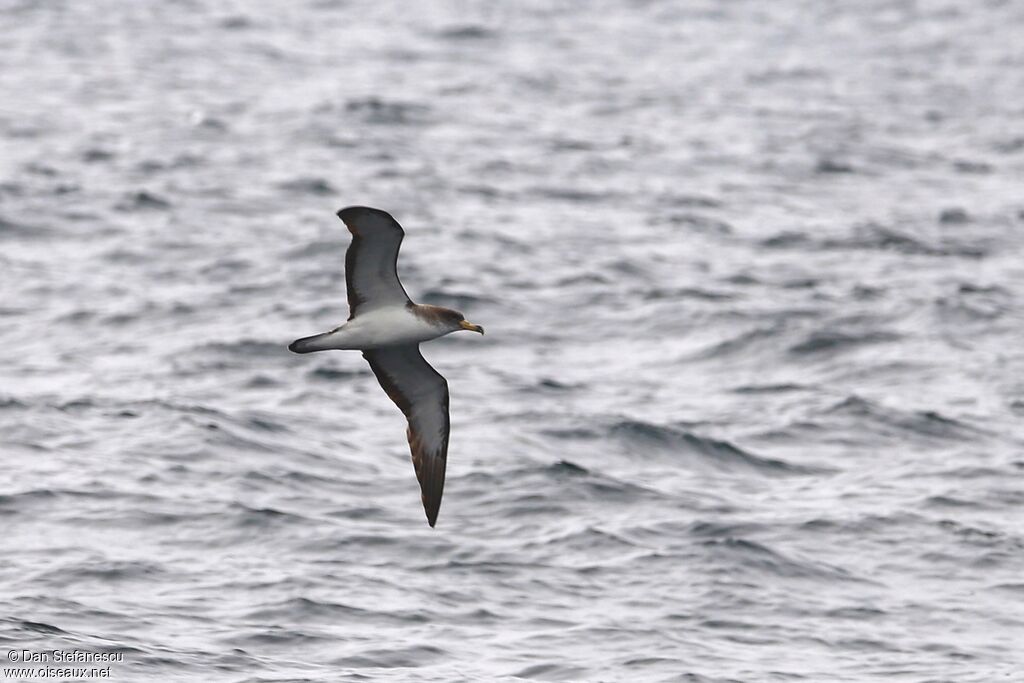 Cory's Shearwateradult, Flight