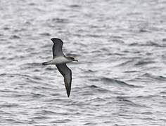 Cory's Shearwater