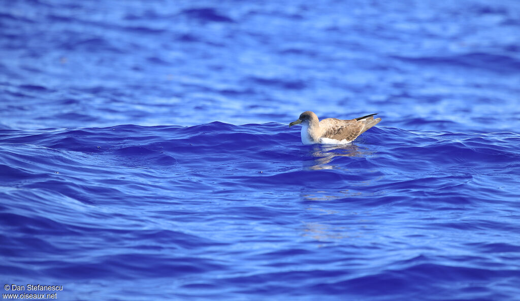 Puffin boréaladulte, nage