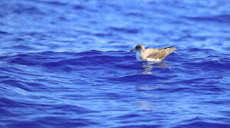 Cory's Shearwater