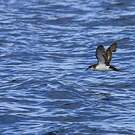 Puffin des Anglais