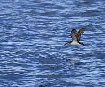 Manx Shearwater