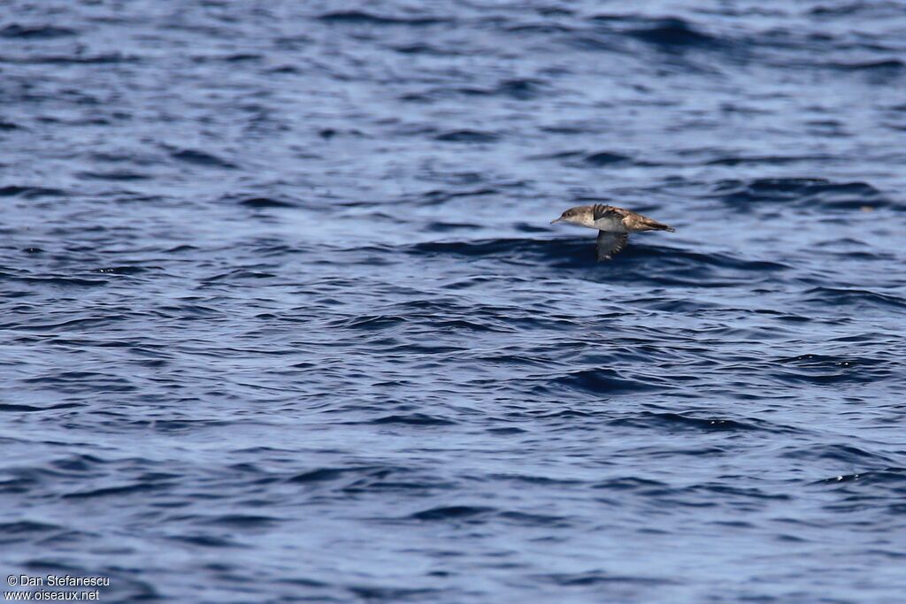 Puffin des Baléaresadulte, Vol