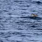 Puffin des Baléares