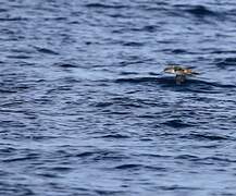 Balearic Shearwater