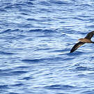 Puffin fouquet