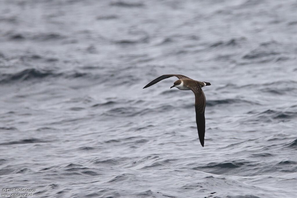 Great Shearwater, Flight